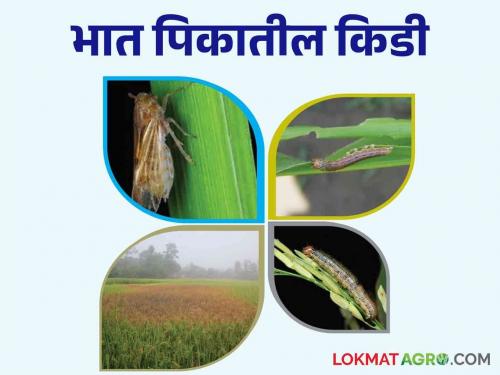 Control these two pests in rice paddy crop can be dangerous | भात पिकातील या दोन किडी ठरू शकतात घातक वेळीच करा नियंत्रण