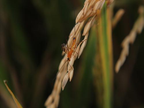 Identification and management of major pests in paddy crop | भात पिकातील प्रमुख किडींची ओळख आणि त्यांचे व्यवस्थापन