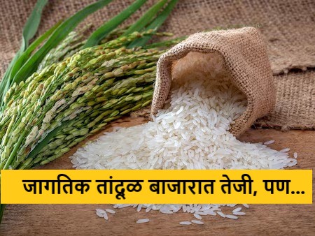 Latest News Rice production increased in india, but farmers' income decreased | Rice Production : देशात तांदळाचे उत्पादन वाढलं, मात्र शेतकऱ्यांच्या उत्पनात घट, असं का घडलं? 