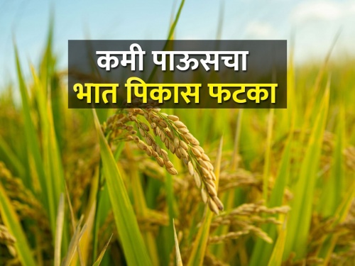 This year, the production of rice is expected to be two and a half lakh metric tons | यंदा भाताचे सव्वादोन लाख मेट्रिक टन उत्पादन अपेक्षित