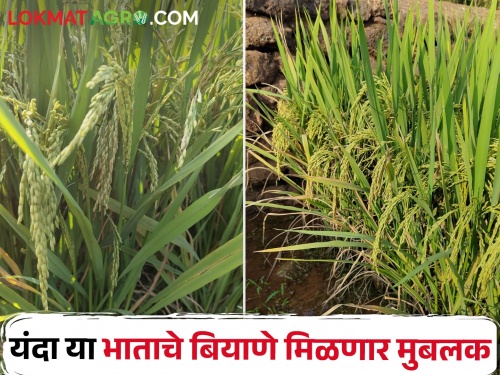 Farmers prefer this variety of rice which is produced in 135 days of Konkan University; Double seed production this year | कोकण विद्यापीठाच्या १३५ दिवसांत तयार होणाऱ्या ह्या भात वाणाला शेतकऱ्यांची पसंती