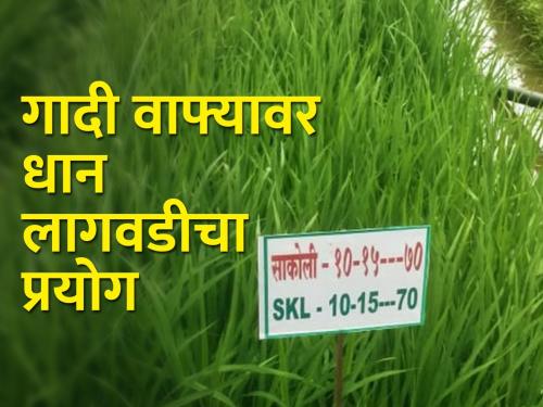 Cultivation of paddy on raised bed, beneficial for Vidarbha | गादी वाफ्यावर धान लागवड, विदर्भासाठी फायदेशीर