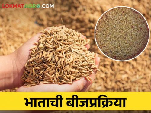 do seed treatment now to prevent fungal diseases in paddy rice crop | Paddy भात पिकातील बुरशीजन्य रोगांचा प्रादुर्भाव रोखण्यासाठी आताच करा बीजप्रक्रिया