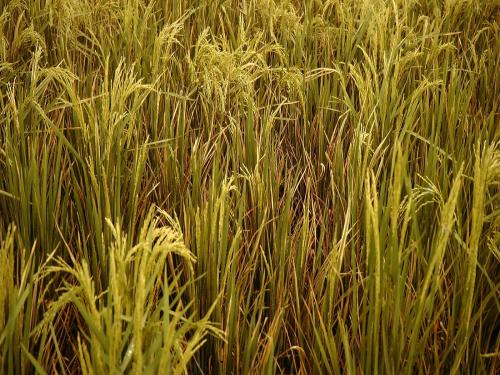 Identification and management of rice crop diseases | भात पिकातील रोगांची ओळख आणि त्यांचे व्यवस्थापन