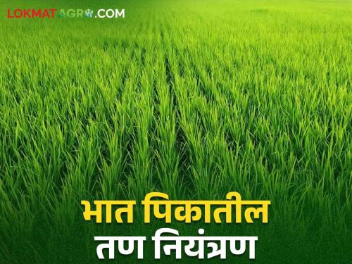 Follow these methods to control weeds in rice crop | भात पिकातील तण नियंत्रणासाठी करा ह्या पद्धतींचा अवलंब