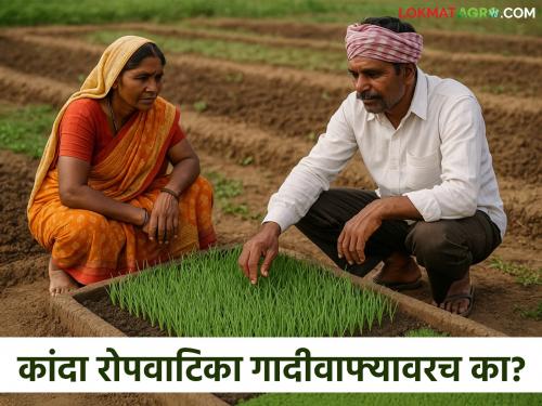 Latest News Kanda Ropvatika beneficial to grow onion seedlings on raised beds than on flat beds, read in detail | कांदा रोपवाटिका सपाट वाफ्यापेक्षा गादीवाफ्यावर करणे फायद्याचे, वाचा सविस्तर 
