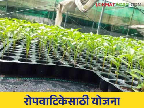 Ropvatika Yojana : How much subsidy is available to start a nursery business? Read more | Ropvatika Yojana : रोपवाटिका व्यवसाय सुरु करायचाय मिळतंय इतकं अनुदान.. वाचा सविस्तर