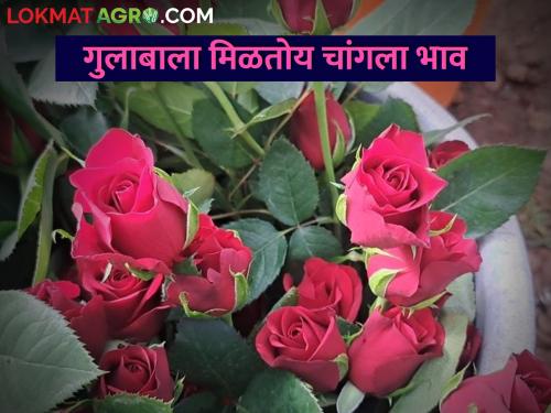 On the occasion of Valentine, the market price of the king of flowers, rose, directly doubled | व्हॅलेंटाइननिमित्त फुलांचा राजा गुलाबाचा बाजारभाव थेट दुपटीने वाढला