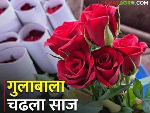 Valentine's Day; Miraj's rose leaves for Delhi, what is the market price? | व्हॅलेंटाईन डे; मिरजचा गुलाब दिल्लीला निघाला, काय मिळतोय बाजारभाव