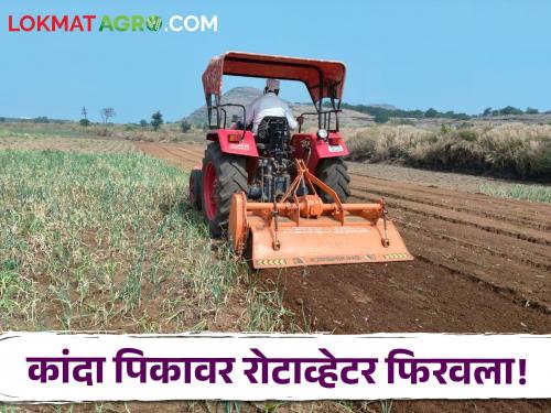 Latest News Agriculture News Farmer rotates rotovator on damaged onion crop, read in detail  | Agriculture News : खराब झालेल्या कांदा पिकावर शेतकऱ्याने फिरविला रोटोव्हेटर, वाचा सविस्तर 