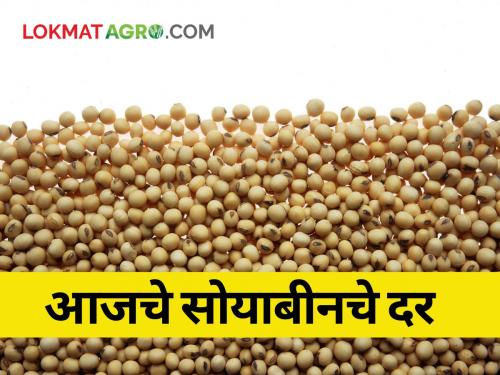 maharashtra agriculture farmer todays soybean rate market yard market price | जाणून घ्या आजचे सविस्तर सोयाबीनचे दर