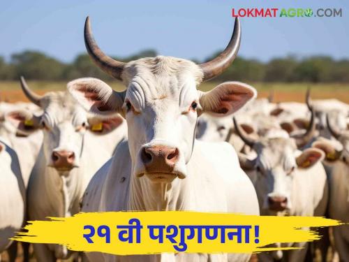 Livestock Census 21st Livestock Census will start in the state from September! Animal husbandry department ready | Livestock Census : राज्यात सप्टेंबरपासून सुरू होणार २१ वी पशुगणना! पशुसंवर्धन विभाग सज्ज