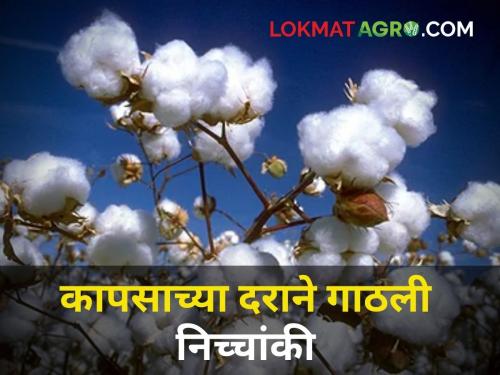 maharashtra agriculture farmer market yard Cotton prices hit lows 5 thousand per quintal only | कापसाच्या दराने गाठली निच्चांकी; प्रतिक्विंटल केवळ ५ हजारांचा दर