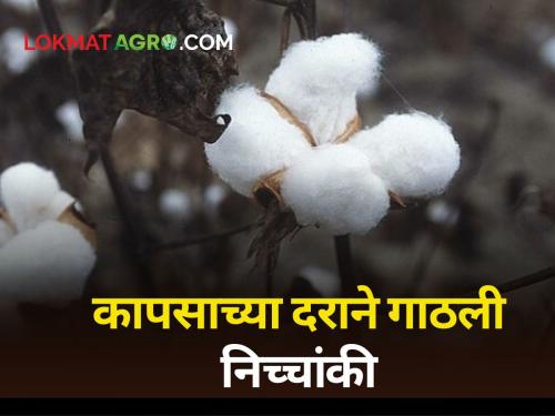 Cotton rates at 5 thousand; There is no guaranteed price in any market committee | कापसाच्या दराने गाठली निच्चांकी; एकाही बाजार समितीत नाही हमीभावाएवढा दर