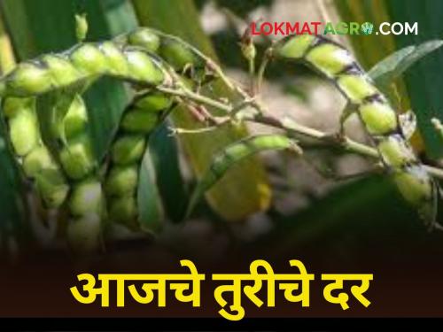 Know today's detailed Turi rates | जाणून घ्या आजचे तुरीचे सविस्तर दर