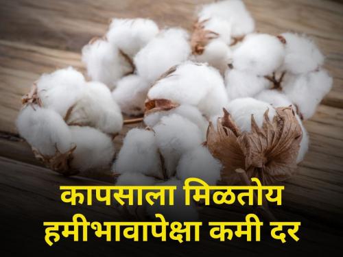 Cotton prices are below seven thousand today Know today detailed rates market yard | कापसाचे दर आज सात हजारांच्या खालीच; जाणून घ्या आजचे सविस्तर दर