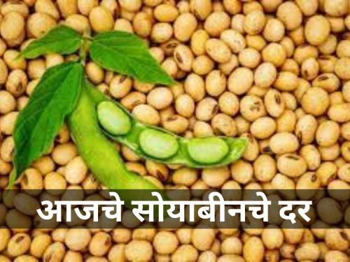 agriculture farmer market yard soybean rate today minimum supportive price | राज्यभरात आज सोयाबीनला कुठेच मिळाला नाही हमीभावाएवढा दर