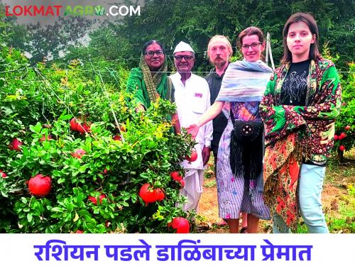 Atpadi's Pomegranate Stings Across the Sea; Russian became fall in love pomegranate farming | रशियन झाले फिदा; आटपाडीच्या डाळिंबाचा सातासमुद्रापार डंका