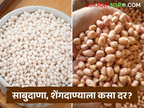 Large arrival of sago, peanuts and bhagri millet during Navratri festival; What is the price being paid for it? | नवरात्रोत्सवात साबुदाणा, शेंगदाणा, भगरीची मोठी आवक; कशाला मिळतोय किती दर?