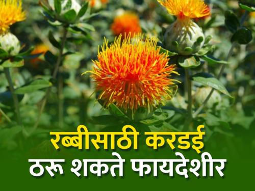 How to select crops for Rabi season? | रब्बी हंगामासाठी पिकांची निवड कशी कराल?