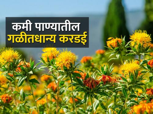 How to cultivate safflower crop by improved method? | सुधारित पद्धतीने करडई पिकाची लागवड कशी कराल?