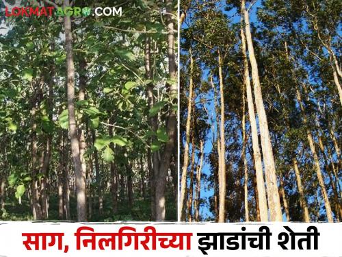 Latest News Gadchiroli farmer's three acre forestry experiment successful see details | Forestry : शून्य खर्च, गडचिरोलीच्या शेतकऱ्याचा तीन एकरांत वन शेतीचा प्रयोग यशस्वी