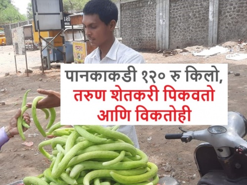 The young farmer of Khandesh is making good money by growing water cucumbers in summer | दुसऱ्याच्या शेतीत पिकवतो पाणकाकडी, त्यातून खान्देशचा तरुण करतोय उत्तम कमाई
