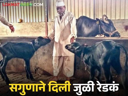 What are you saying.. The buffalo 'Saguna' of Patal in Chikhli gave birth to twins | काय सांगताय.. चिखलीतील पाटलांच्या 'सगुणा' या म्हशीने दिला जुळ्यांना जन्म