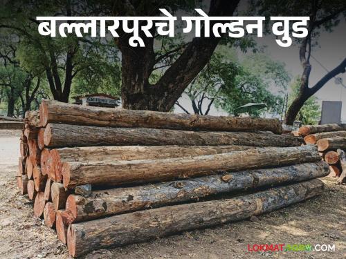 Latest News Agriculture News Teak wood of Ballarpur imported directly from Delhi, know in detail  | Agriculture News : बल्लारपूरच्या सागवान लाकडाला थेट दिल्लीहुन आवतण, जाणून घ्या सविस्तर 