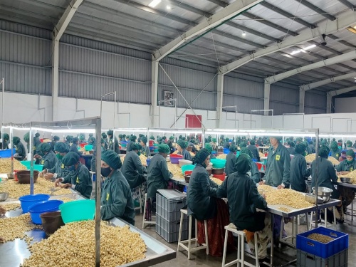 The largest cashew processing plant in the state is operational at Sahyadri Farms | राज्यातील सर्वात मोठा काजू प्रक्रिया प्रकल्प सह्याद्री फार्म्स मध्ये कार्यान्वित