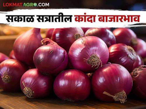 Kanda Bajarbhav : What was the price of onion in the morning session in Nashik, Pune? Read in detail | Kanda Bajarbhav : नाशिक, पुण्यात सकाळ सत्रात कांद्याला काय भाव मिळाला? वाचा सविस्तर