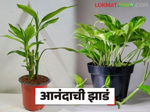 Positive Energy Plants : Plant these five plants and the atmosphere in the house will be happy | Positive Energy Plants : ही पाच झाडे लावा घरातील वातावरण राहील प्रसन्न