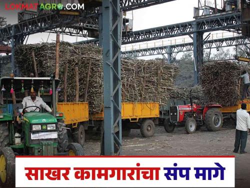 Sakhar Kamgar Strike : State sugar factory workers strike stopped; What was the solution? | Sakhar Kamgar Strike : राज्य साखर कारखाना कामगारांचा संप स्थगित; काय निघाला तोडगा