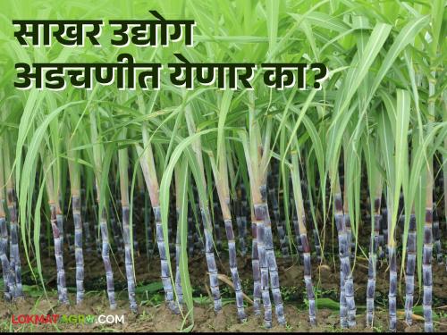 Sugar Factory: Why there will be an increase in MSP of sugar before the upcoming fall season; What did Wisma demand? Read in detail | Sugar Factory : आगामी गळीत हंगामापूर्वी साखरेच्या 'एमएसपी'त होणार का वाढ; विस्मा'ने काय केली मागणी ? वाचा सविस्तर