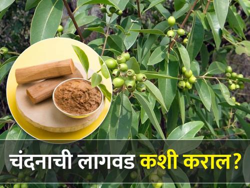 Beneficial Sandalwood Cultivation Technology | फायदेशीर चंदन लागवडीचे तंत्रज्ञान