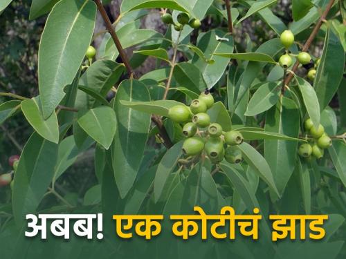 An income of Rs 1.25 crore from the sale of one tree | एका झाडाच्या विक्रीतून १.२५ कोटी रुपयांचे उत्पन्न