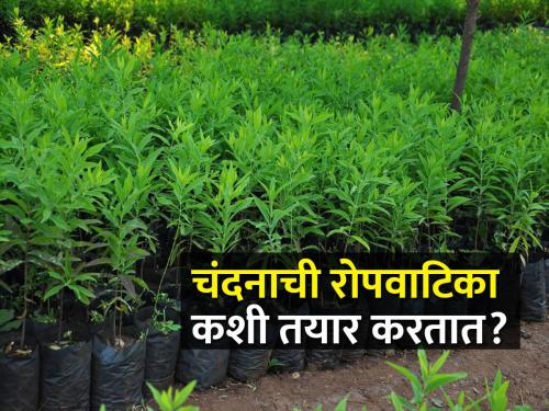 How to prepare a nursery for sandalwood cultivation? | चंदन लागवडीसाठी रोपवाटिका कशी तयार करावी?