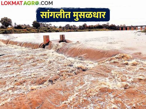 due to heavy rains in Sangli, yerala and agrani river become flooded | Flood सांगलीत मुसळधार पावसाने येरळा, अग्रणीला पूर