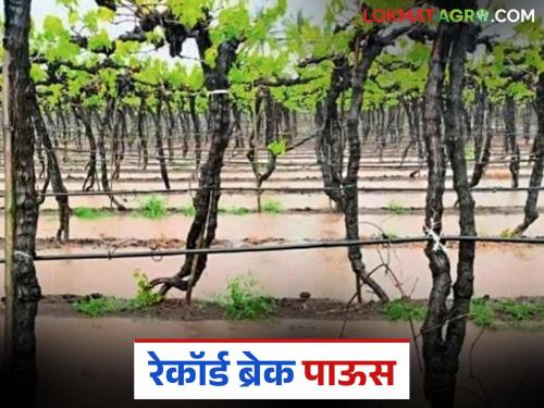 Rainfall breaks 20-year record; 224 mm of rain falls in this taluka | पावसाने वीस वर्षांतील विक्रम मोडला; या तालुक्यात तब्बल २२४ मिलिमीटर पाऊस पडला
