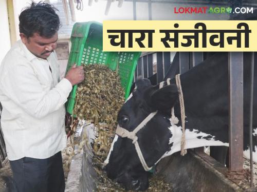 This fodder is giving life to the dairy industry to face fodder shortage | चाराटंचाईला तोंड देण्यासाठी हा चारा देतोय दुग्धव्यवसायाला संजीवनी