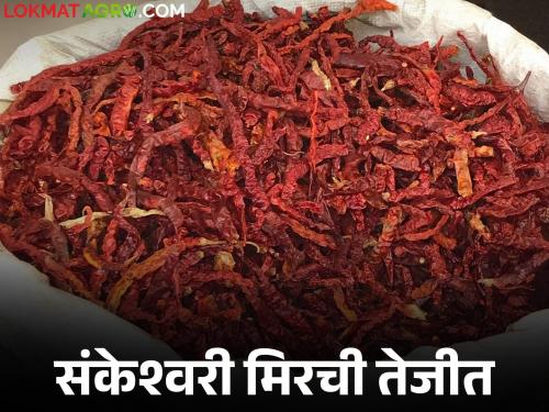 Sankeshwari Mirchi Bajar Bhav : Nanded's Sankeshwari chilli is in demand in Gadhinglaj market; How did you get the price? | Sankeshwari Mirchi Bajar Bhav : नांदेडच्या संकेश्वरी मिरचीची गडहिंग्लज मार्केटला हवा; कसा मिळाला दर?