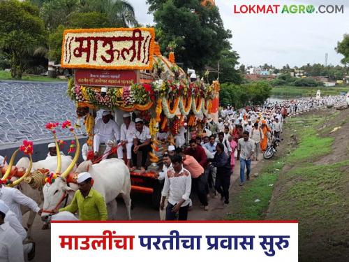 Mauli's return journey begins today; Where and when will they stay? Know the details | माउलींचा आजपासून परतीचा प्रवास सुरु; कुठे कधी मुक्काम? जाणून घ्या सविस्तर