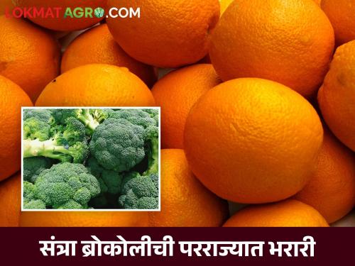 Washim's orange go to Hyderabad; Broccoli goes to Delhi! Read how it goes in detail | वाशिमचा संत्रा हैदराबादला; ब्रोकोली जाते दिल्लीला ! कसे जातात ते वाचा सविस्तर