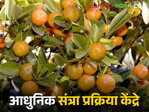 Latest News Modern orange processing center at five locations in Vidarbha | विदर्भातील पाच ठिकाणी आधुनिक संत्रा प्रक्रिया केंद्र, पण केवळ निर्णयचं!