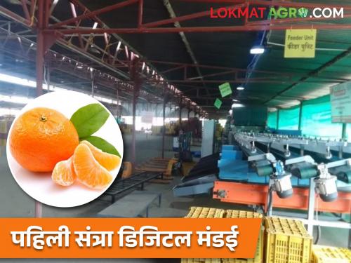Latest News Country's first orange digital market in amravati is beneficial for farmers | संत्रा डिजिटल मंडईत दिवसाला 100 टन संत्री विकली जात आहेत, नेमकं कारण काय?