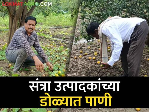 Latest news Agriculture News Fruit drop increased in orange orchards, hit by heavy rain | Agriculture News : संत्रा बागांमध्ये फळगळ वाढली, मुसळधार पावसाचा फटका, शेतकरी चिंतेत 