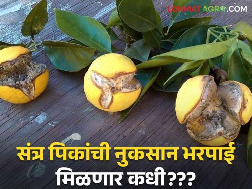 Huge fruit loss in Ambia Bahar of oranges Orange orchards on two and a half thousand hectares are in danger?? | संत्रा उत्पादक शेतकरी संकटात; शासन मदत करणार तरी कधी?