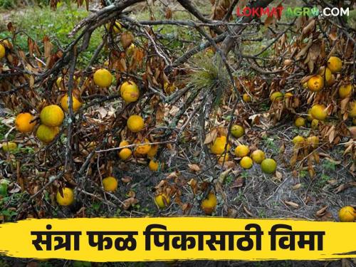 Santra Pik Vima 2024 : How to pay insurance for Ambia Bahara for orange fruit crop and how much help will be received Read more | Santra Pik Vima 2024 : संत्रा फळ पिकासाठी अंबिया बहाराकरिता कसा भराल विमा अन् किती मिळेल मदत वाचा सविस्तर