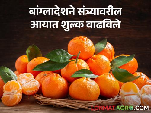 Latest News Bangladesh's decision to increase import duty orange growers in trouble | Orange Import duty : बांग्लादेश सरकारचा एक निर्णय, संत्रा उत्पादक अडचणीत, निर्यातीचं गणित काय?