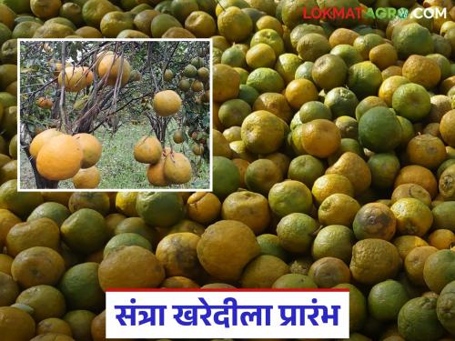 Latest News Santra Kharedi Orange procurement begins fetch price of Rs 4 thousand to Rs 5 thousand | Santra Kharedi : संत्र्याच्या विक्रमी खरेदीला प्रारंभ, सप्टेंबरपर्यंत 'इतका' भाव मिळण्याची शक्यता 